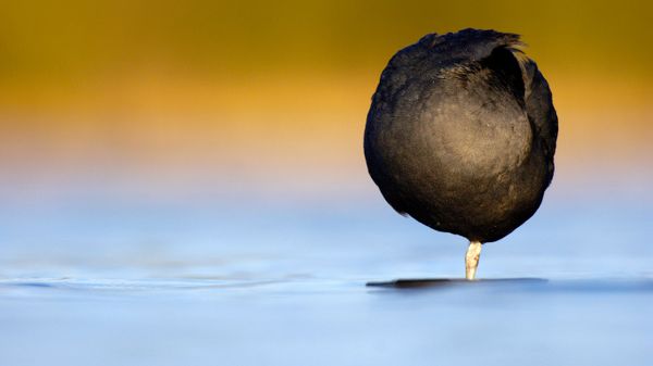 A Eurasian coot resting on one leg in Derbyshire