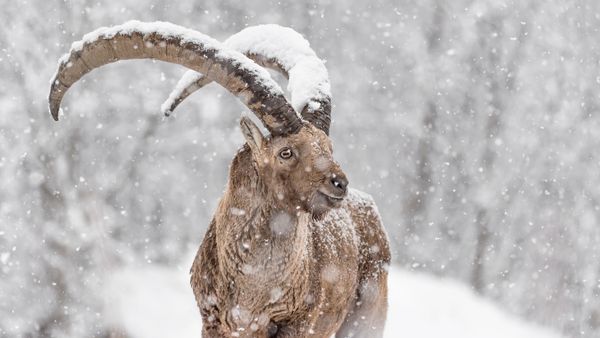 Stambecco sotto una forte nevicata, Alpi, Italia
