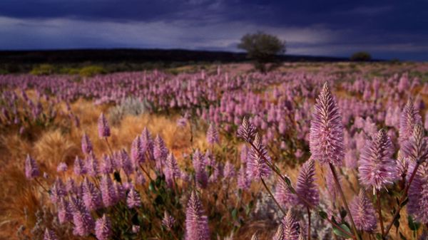 Pink Mulla Mulla in the Northern Territory, Australia