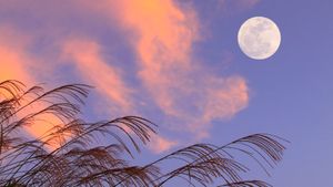 ｢満月｣ (© Aflo Co., Ltd/Alamy Stock Photo)(Bing Japan)