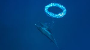小巴哈马浅滩中的大西洋花斑原海豚和气泡环，巴哈马 (© Hiroya Minakuchi/Minden Pictures)(Bing China)