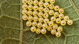 Stink bug eggs on a leaf in Madagascar (© Paul Bertner/Minden Pictures)(Bing Australia)