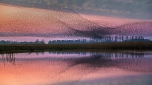 ｢ムクドリの群れ｣オランダ, ラウエルス湖自然公園 (© Frans Lemmens/Alamy)(Bing Japan)
