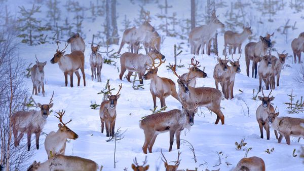 Reindeer near Oulu, Finland
