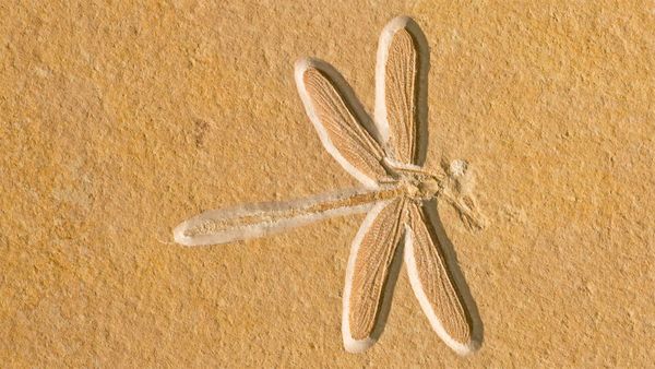 Dragonfly fossil, about 150 million years old, in Solnhofen, Bavaria, Germany