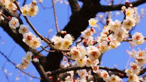 春の訪れを告げる梅の花, 茨城県 水戸市 (© dekitateyo/shutterstock)(Bing Japan)