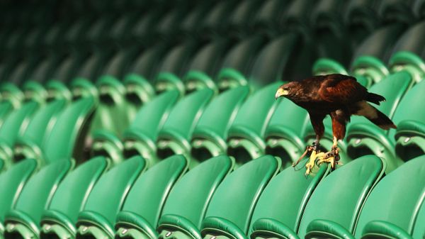 Rufus the Hawk keeps pigeons away on Centre Court at Wimbledon