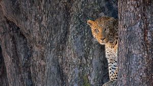 利尼扬蒂野生动物保护区中的一只雄性豹子，博茨瓦纳 (© Karine Aigner/Tandem Stills + Motion)(Bing China)
