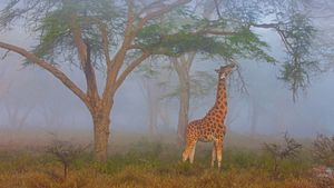 纳库鲁湖国家公园中的罗氏长颈鹿，肯尼亚 (© Theo Allofs/Minden Pictures)(Bing China)