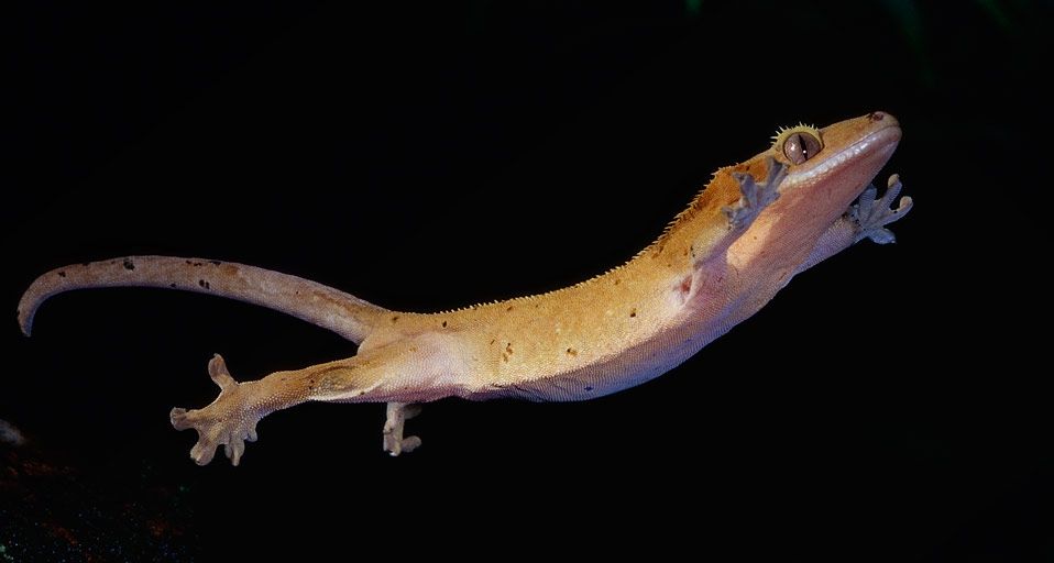 A New Caledonian Crested Gecko leaping in the air