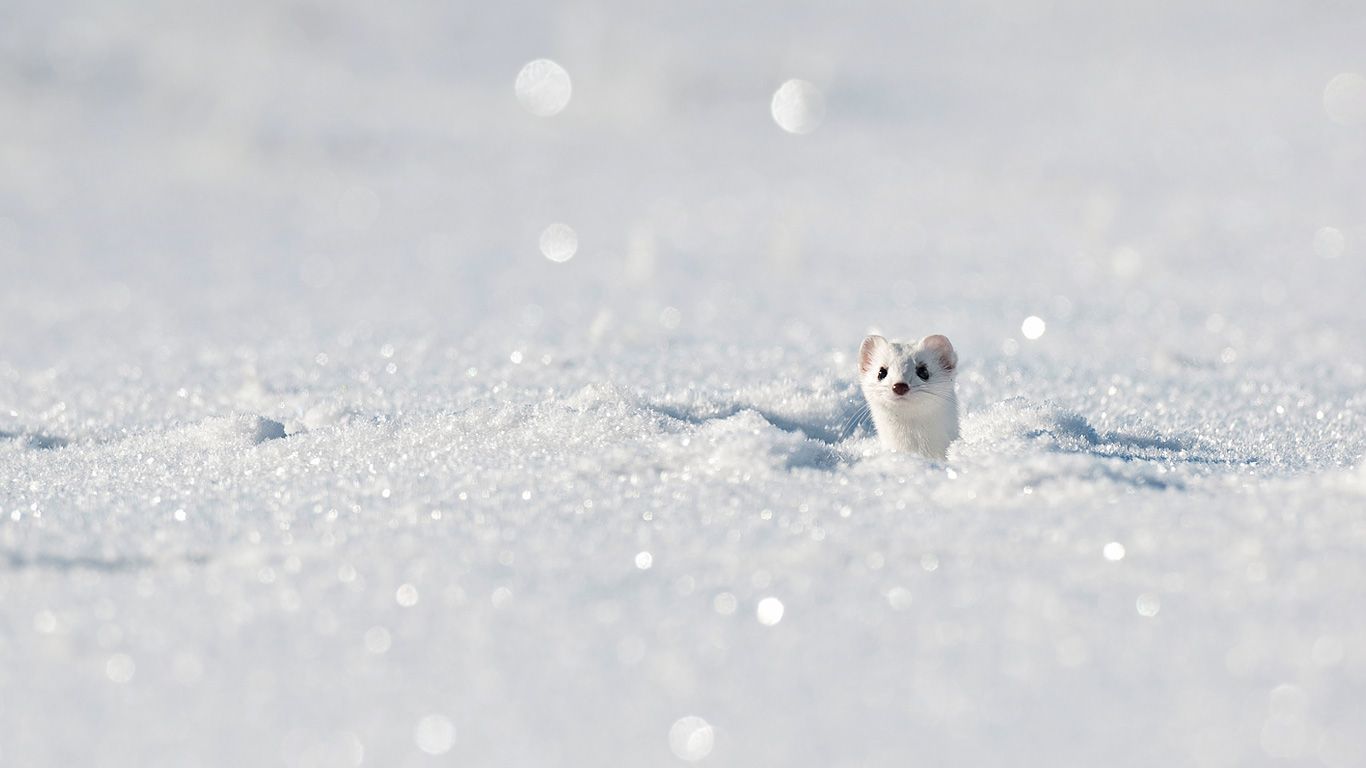 Stoat (aka ermine) in the Jura Mountains, France