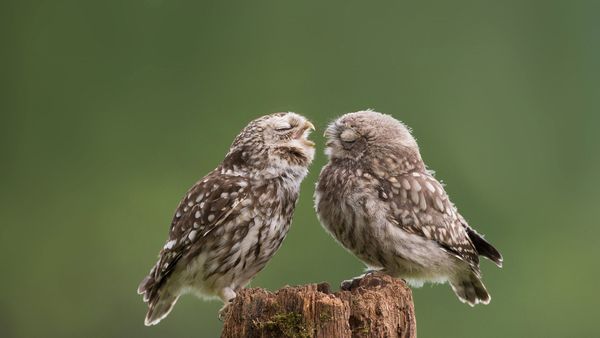 Mother owl dotes on her newborn son at their farmyard abode