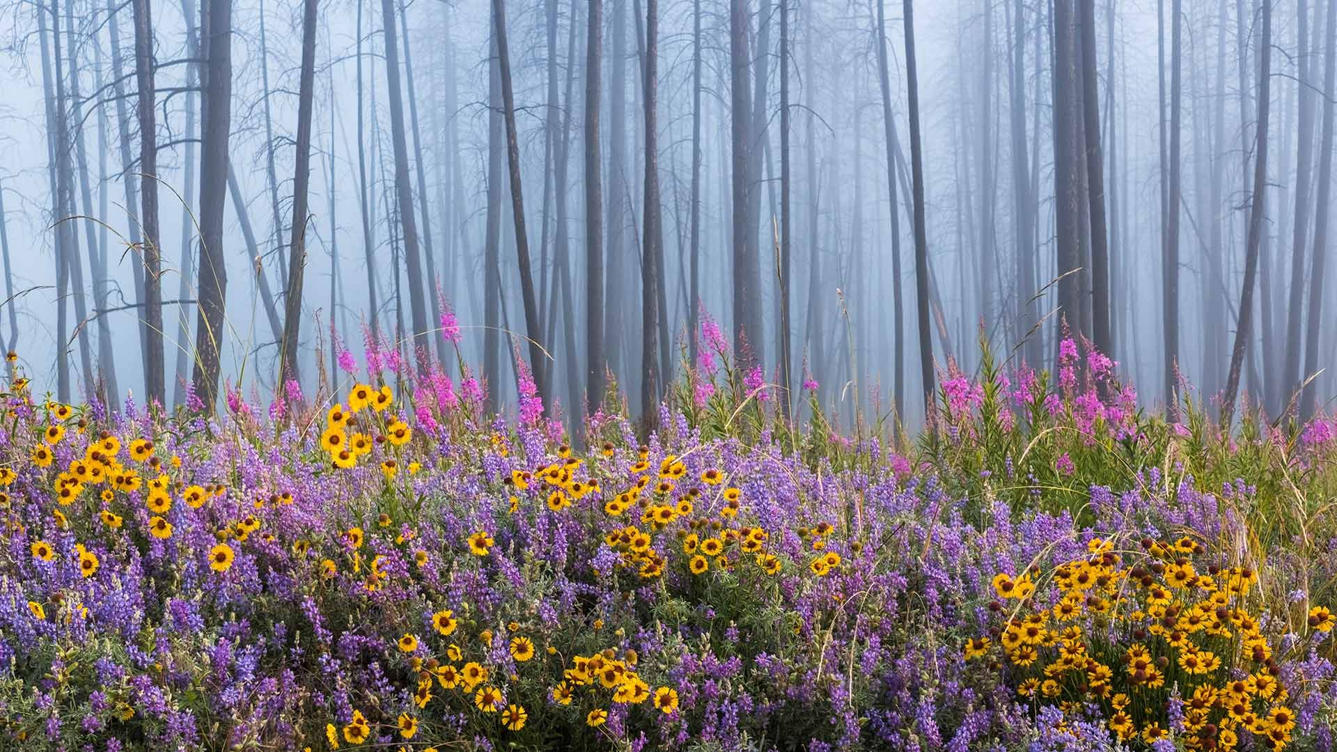 Wildflowers in Kettle River Recreation Area, British Columbia, Canada
