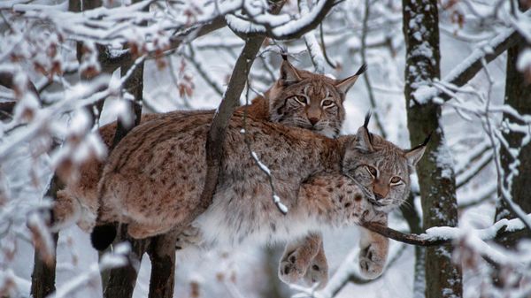 Eurasische Luchse, Nationalpark Bayerischer Wald