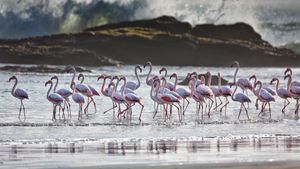 オオフラミンゴ, ナミビア (© Karine Aigner/TANDEM Stills + Motion)(Bing Japan)