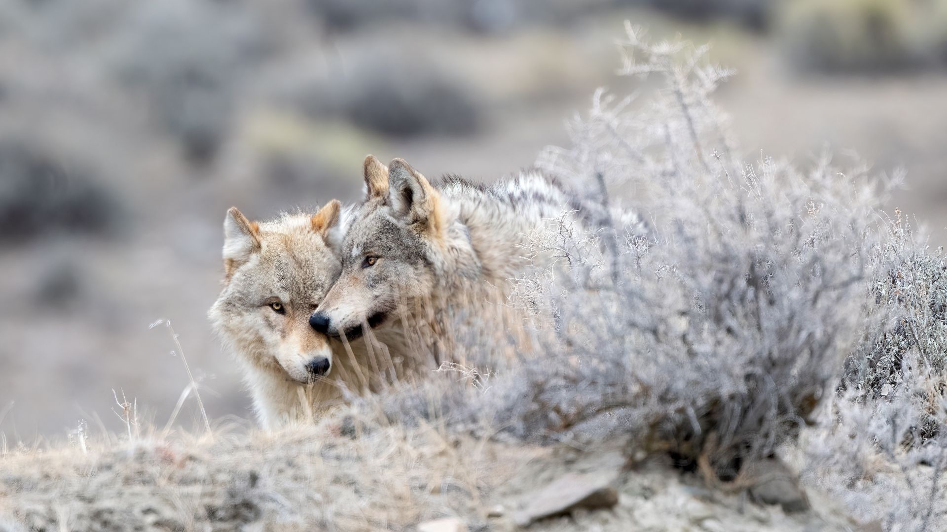 Dos lobos grises, Parque Nacional de Yellowstone, Wyoming, EE. UU.
