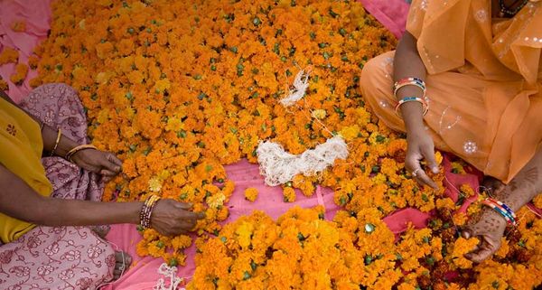 Women use yellow marigolds to make flower necklaces at the Tripolia Bazaar in Jaipur, Rajasthan, India