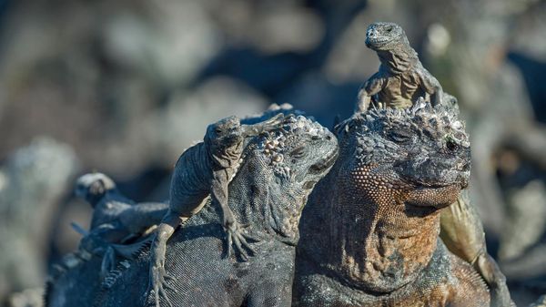 Marine iguanas, Galápagos Islands, Ecuador