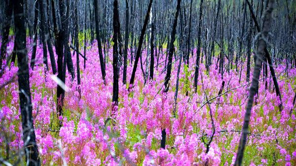 Fireweed, or rosebay willowherb epilobium angustifolium after a forest fire, Yukon