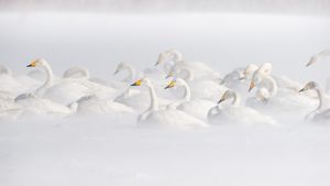 屈斜路湖のオオハクチョウ, 北海道 (© Jan Vermeer/Minden)(Bing Japan)