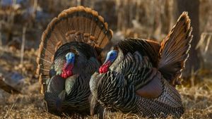Eastern wild turkeys strutting in Wisconsin (© Linda Freshwaters Arndt/Alamy)(Bing United States)