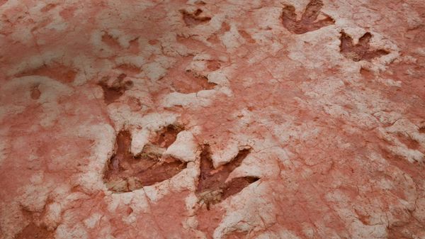 Dinosaur tracks from the Jurassic period found near Tuba City, Arizona, in the Navajo Nation