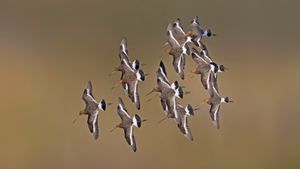 Black-tailed godwits, Netherlands (© Edward van Altena/Minden Pictures)(Bing New Zealand)