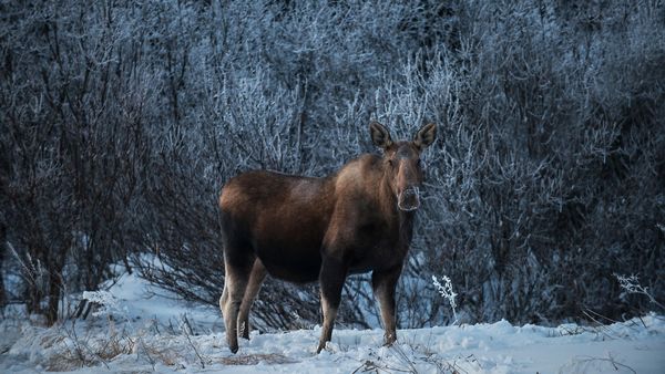 Female moose, Denali National Park, Alaska, USA