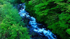 夏の森を潤す清流, 静岡県 (© Keiji Komatsu/AFLO/Getty Images)(Bing Japan)
