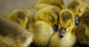 Canada Geese goslings -- ARCO/age fotostock &copy; (Bing New Zealand)