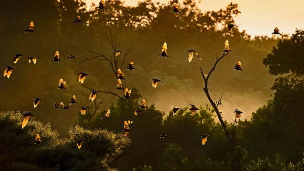 Straw-colored fruit bats in Kasanka National Park, Zambia