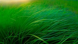 Grass of lakeside sedge meadow, Moose Lake, Minnesota (© Jim Brandenburg/Minden Pictures)(Bing New Zealand)
