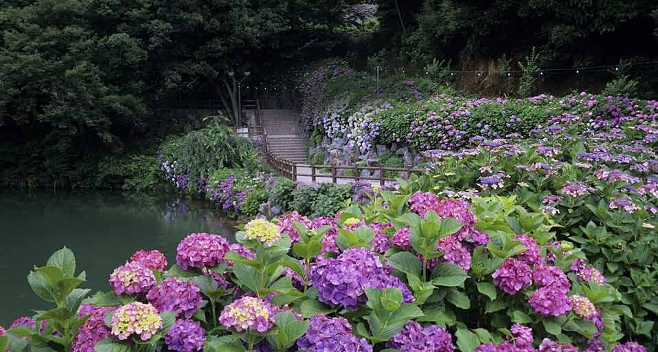 ｢明月院｣神奈川, 鎌倉
