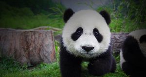 Baby panda, Wolong Panda Center, China -- Frank Lukasseck/Corbis &copy; (Bing Australia)