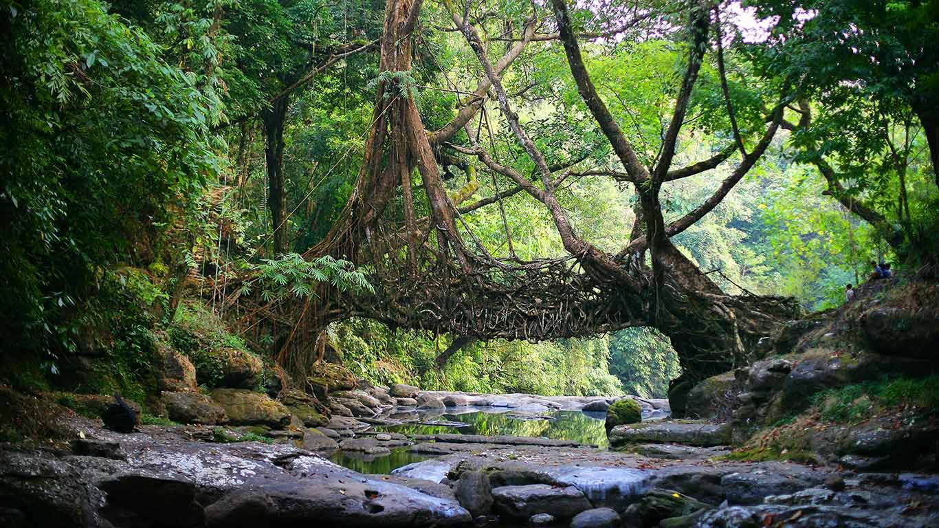｢生きている橋｣インド, メガラヤ州