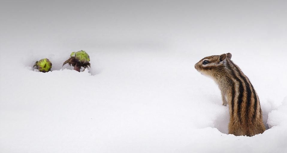 SiberianChipmunk