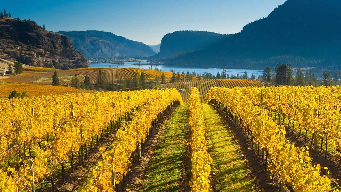 Blue Mountain Vineyard in fall, Okanagan Falls, Okanagan Valley, British Columbia, Canada