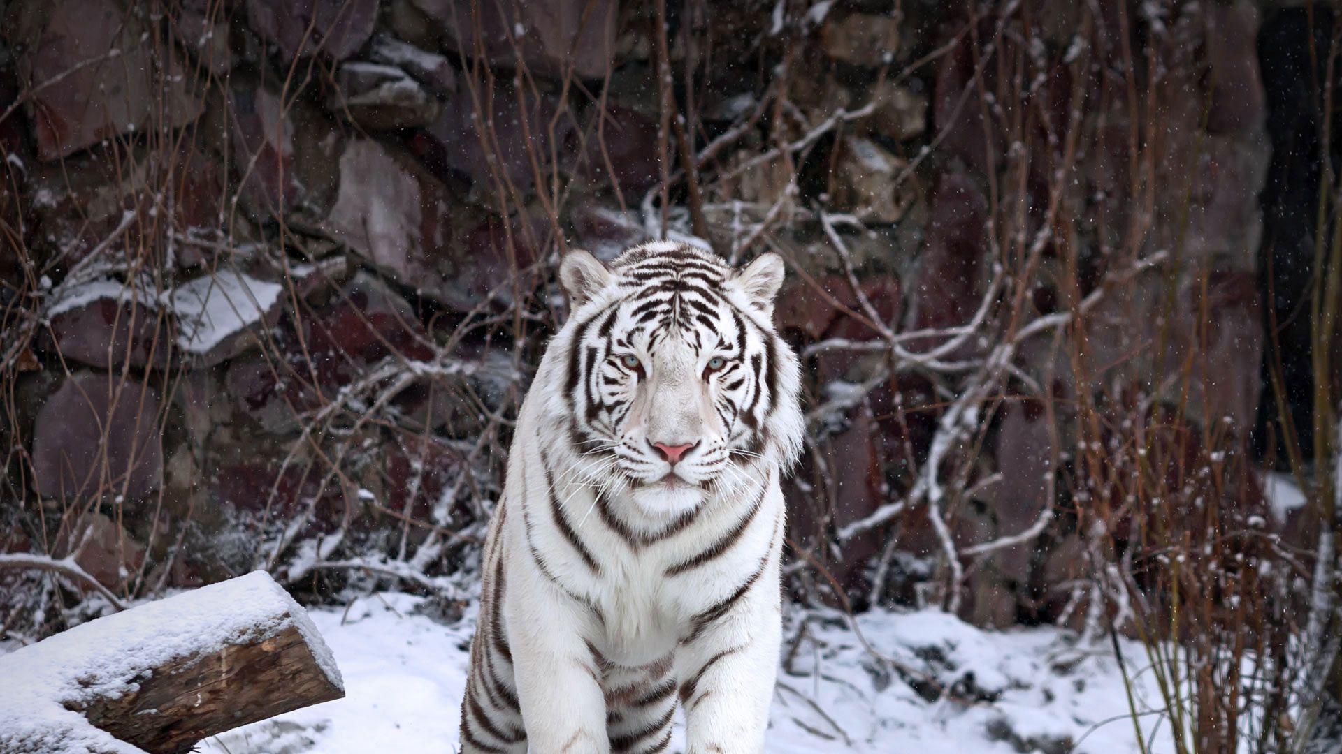 A white tiger at the Moscow Zoo, Russia