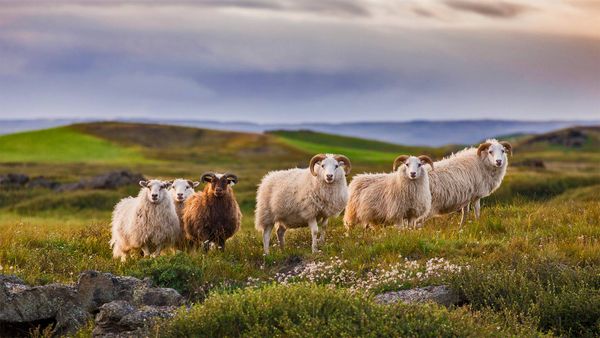 Icelandic sheep ready for réttir