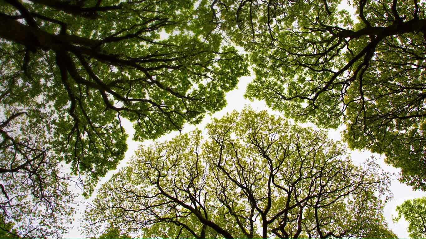 Oak tree canopy in Roudsea Wood, Cumbria