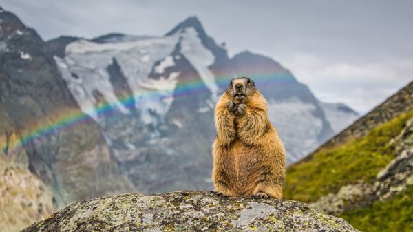Marmot with the peak of Grossglockner in the background, Austria