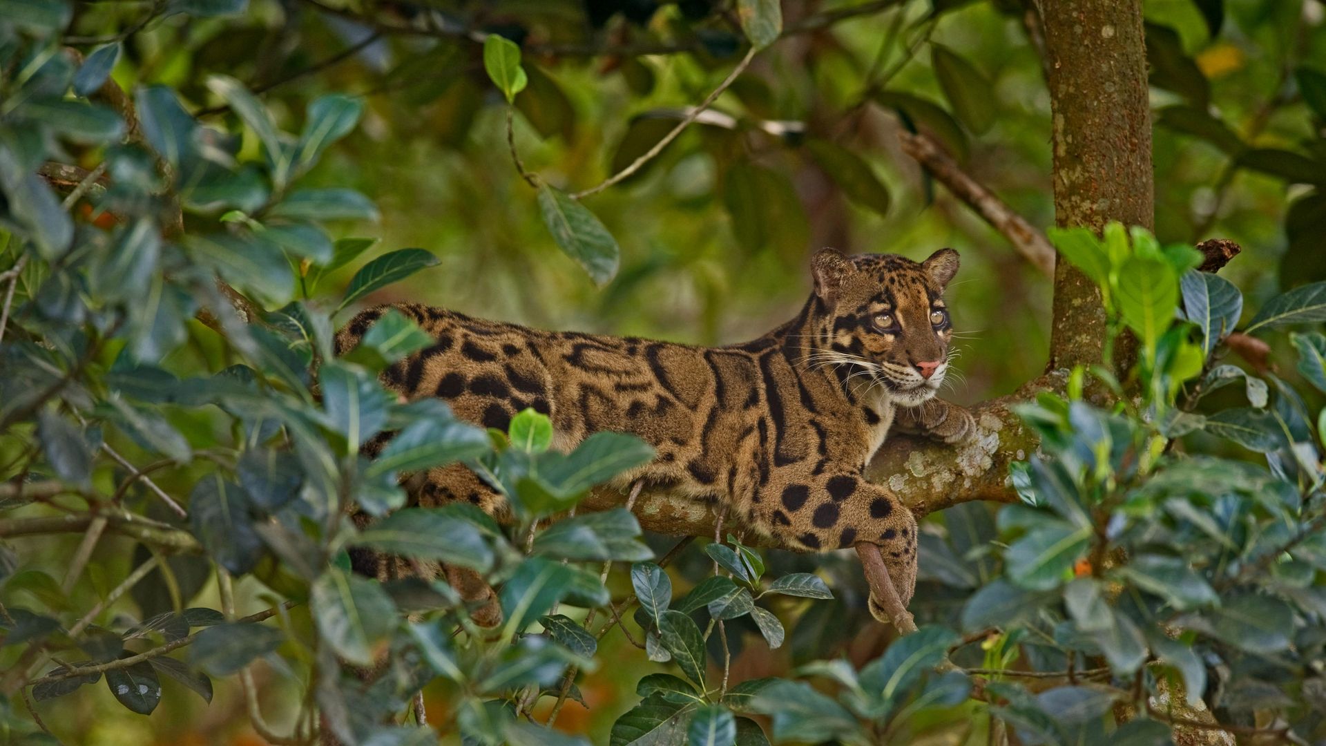 Clouded leopard