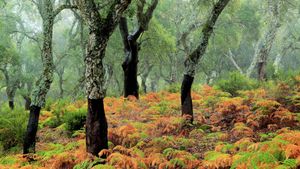 Los Alcornocales forest, Málaga, Spain (© Andrés M. Domínguez/Minden)(Bing United Kingdom)