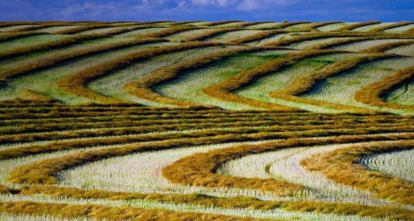 CanolaHarvets