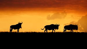 Wildebeests in the Maasai Mara National Reserve, Kenya (© Matt Polski/Getty Images)(Bing United States)