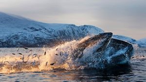 Humpback whale feeding on herring off the coast of Kvaløya, Troms, Northern Norway (© Espen Bergersen/Minden Pictures)(Bing Australia)