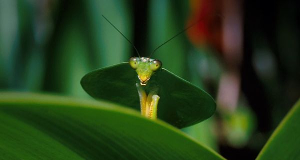 GreenLeafMantis