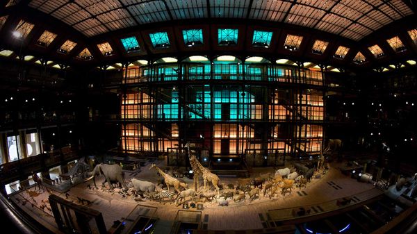 Grande galerie de l’Évolution, Muséum national d’histoire naturelle à Paris