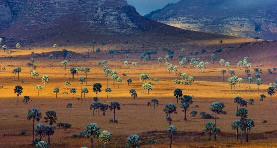 Palm trees growing on the Savanna, Madagascar