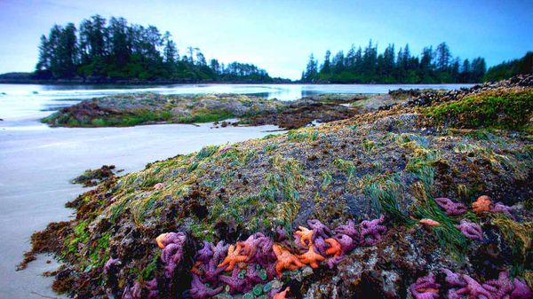 Coral hued sea stars cling to a rock in wave washed Schooner Cove, British Columbia, Canada